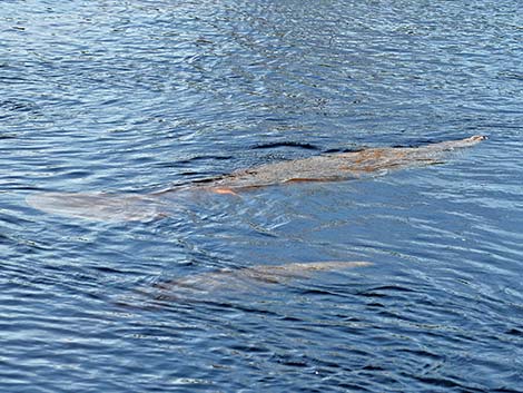 West Indian manatee (Trichechus manatus)