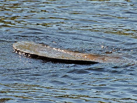 West Indian manatee (Trichechus manatus)