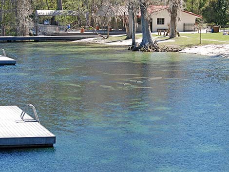 West Indian manatee (Trichechus manatus)