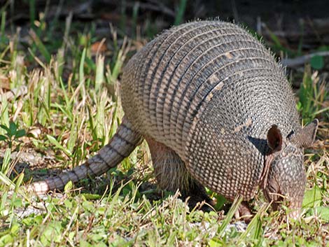 Nine-banded Armadillo (Dasypus novemcinctus)