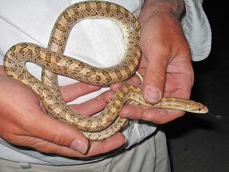 Glossy Snake (Arizona elegans)