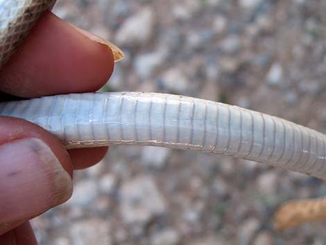 Glossy Snake (Arizona elegans)