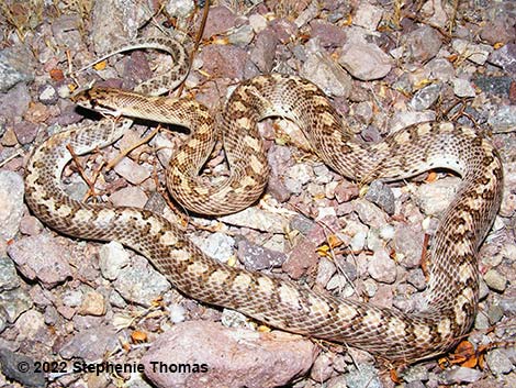 Glossy Snake (Arizona elegans)