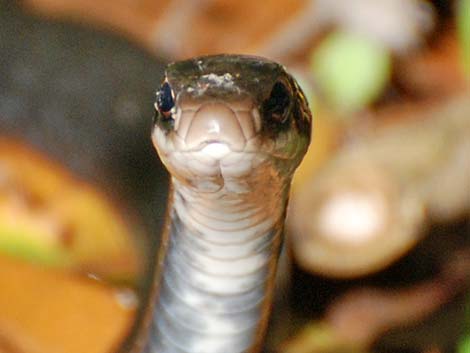 Black Racer (Coluber constrictor)