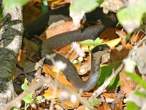 Black Racer (Coluber constrictor)