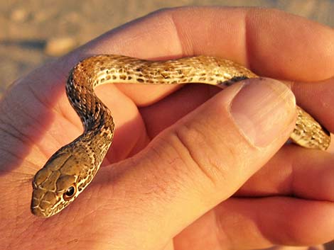 Coachwhip (Masticophis flagellum)