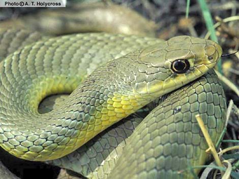 Western Yellow-Bellied Racer (Coluber constrictor mormon)