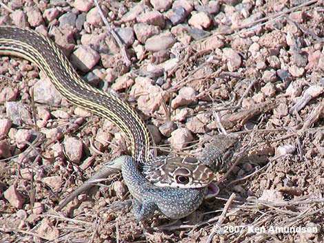 Striped Whipsnake (Masticophis taeniatus)