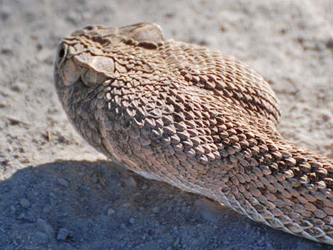 Western Diamond-backed Rattlesnake (Crotalus atrox)