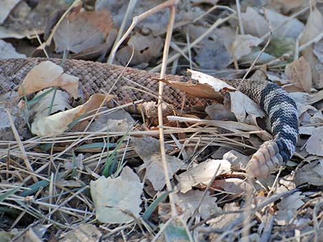 Western Diamond-backed Rattlesnake (Crotalus atrox)