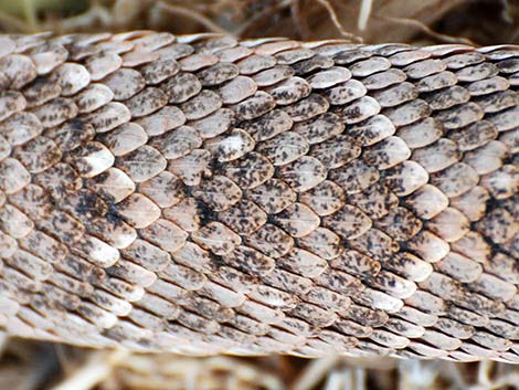 Western Diamond-backed Rattlesnake (Crotalus atrox)