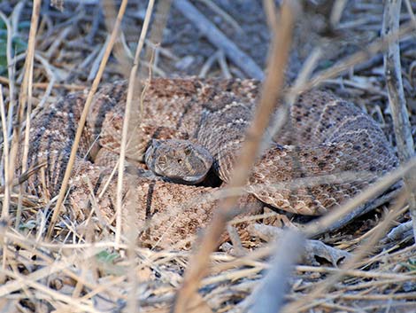 Western Diamond-backed Rattlesnake (Crotalus atrox)