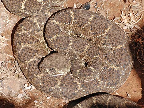 Western Diamondback Rattlesnake (Crotalus atrox)