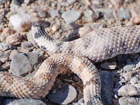 Sidewinder (Crotalus cerastes)