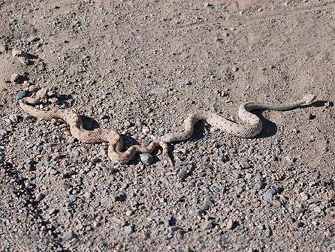 Sidewinder (Crotalus cerastes)