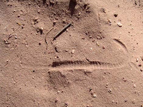 Sidewinder (Crotalus cerastes)