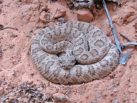 Midget Faded Rattlesnake (Crotalus viridus concolor)