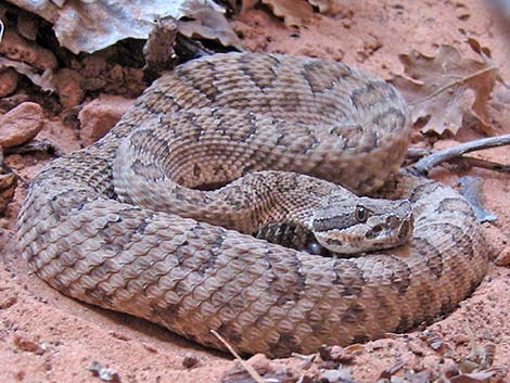 Midget Faded Rattlesnake (Crotalus viridus concolor)