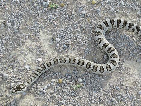 Great Basin Rattlesnake (Crotalus oreganus lutosus)