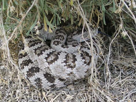 Western Rattlesnake (Crotalus oreganus lutosus)