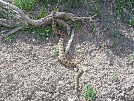 Western Rattlesnake (Crotalus oreganus lutosus)