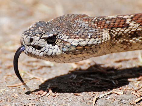 Northern Pacific Rattlesnake (Crotalus oreganus oreganus)