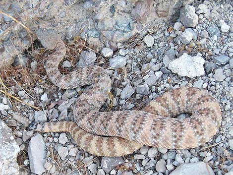 speckled rattlesnake