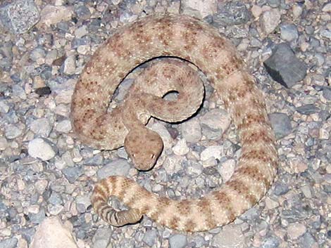 Southwestern Speckled Rattlesnake (Crotalus pyrrhus))