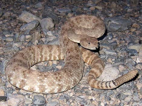 Southwestern Speckled Rattlesnake (Crotalus pyrrhus)