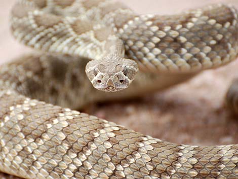 Mojave Rattlesnake (Crotalus scutulatus)