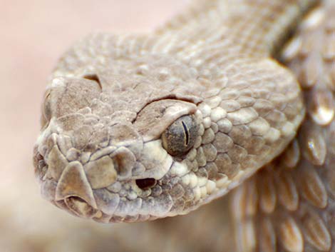 Mojave Rattlesnake (Crotalus scutulatus)