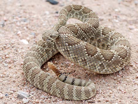 Mojave Rattlesnake (Crotalus scutulatus)