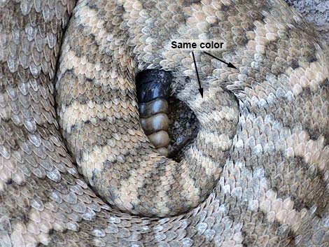 Panamint Rattlesnake (Crotalus stephensi)