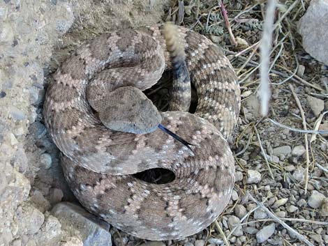 Panamint Rattlesnake (Crotalus stephensi)