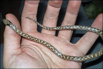 Night Snake (Hypsiglena chlorophaea)