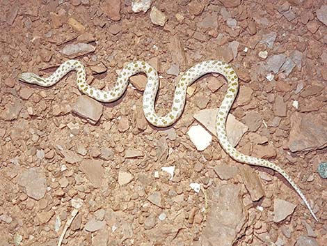 Night Snake (Hypsiglena chlorophaea)