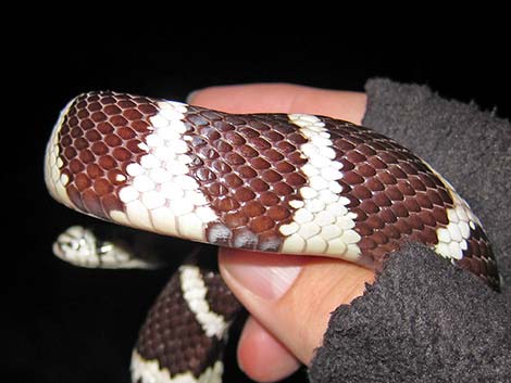 California Kingsnake (Lampropeltis californiae)