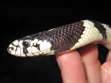 California Kingsnake (Lampropeltis californiae)