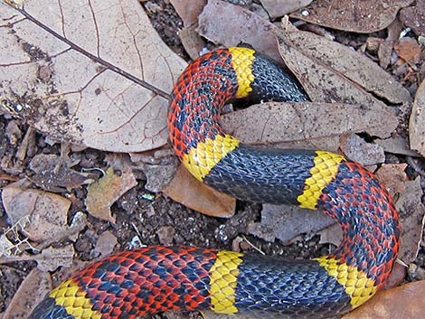 coral snake bite