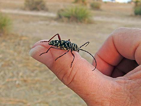 boring beetle