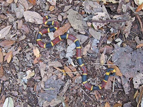 Texas Coral Snake (Micrurus tener)