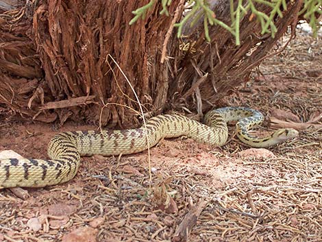 Gopher Snake (Pituophis catenifer)