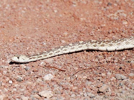 Gopher Snake (Pituophis catenifer)