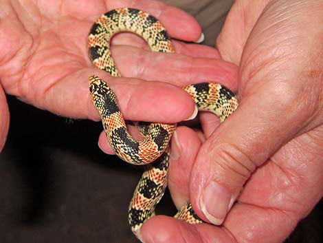 Long-nosed Snake (Rhinocheilus lecontei)