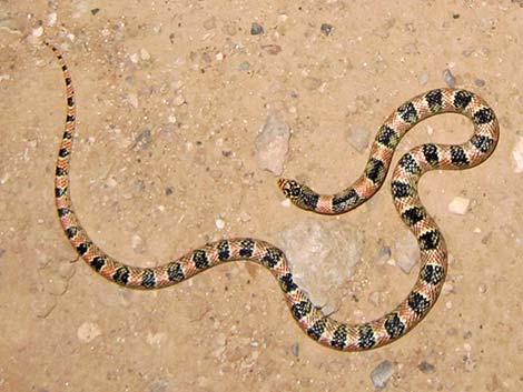 Long-nosed Snake (Rhinocheilus lecontei)