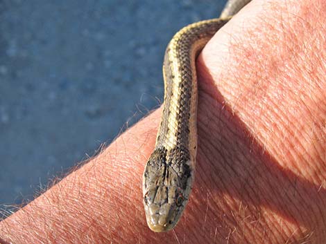 Wandering Gartersnakes (Thamnophis elegans vagrans)