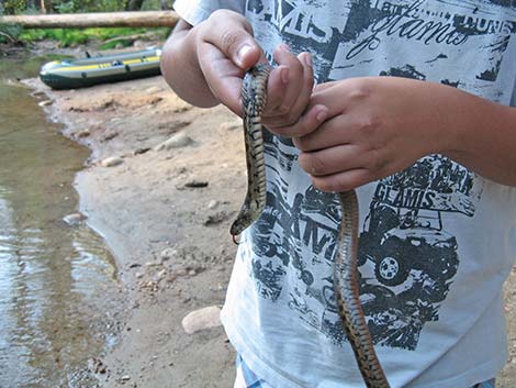 Wandering Gartersnakes (Thamnophis elegans vagrans)