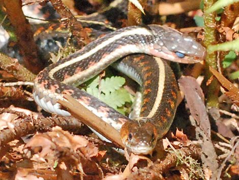 Common Garter Snake (Thamnophis sirtalis)