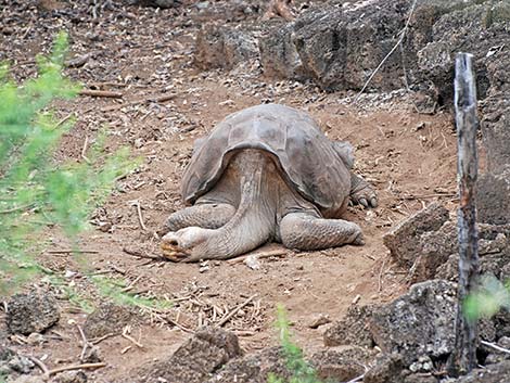 Pinta Island Tortoise (Chelonoidis nigra abingdoni)