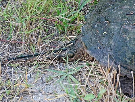 Common Snapping Turtle (Chelydra serpentina)